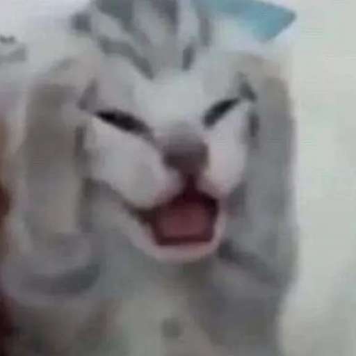 Набор стикеров Emotional Damage Cat Sticker для WhatsApp 22