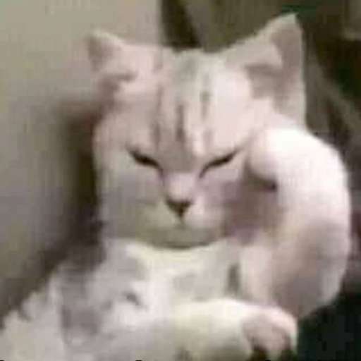 Набор стикеров Emotional Damage Cat Sticker для WhatsApp 23