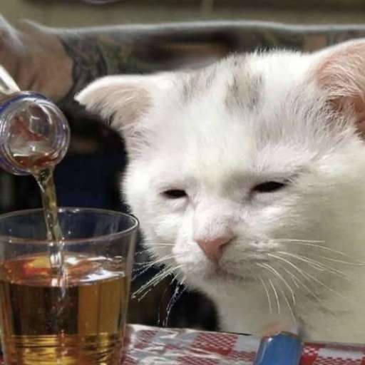 Набор стикеров Emotional Damage Cat Sticker для WhatsApp 25