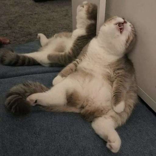 Набор стикеров Emotional Damage Cat Sticker для WhatsApp 3