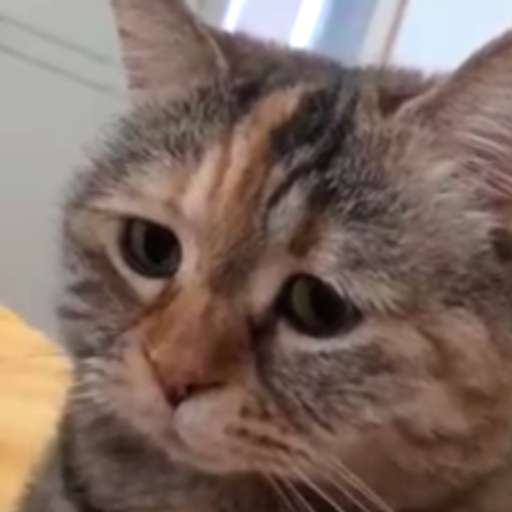 Набор стикеров Emotional Damage Cat Sticker для WhatsApp 30