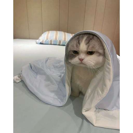 Набор стикеров Random Cat Meme V1 для WhatsApp 11