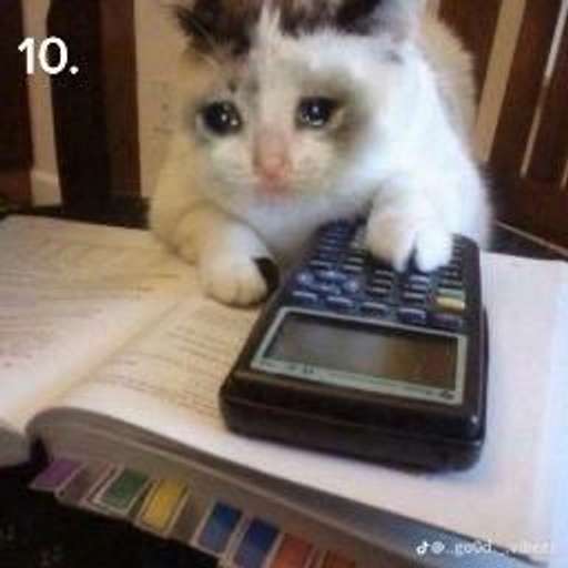 Набор стикеров Random Cat Meme V1 для WhatsApp 12