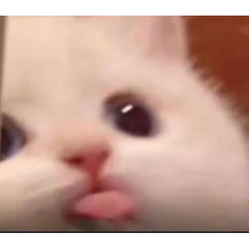 Набор стикеров Random Cat Meme V1 для WhatsApp 14