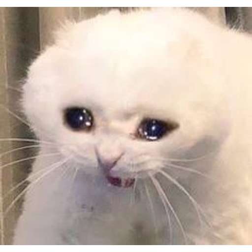 Набор стикеров Random Cat Meme V1 для WhatsApp 15