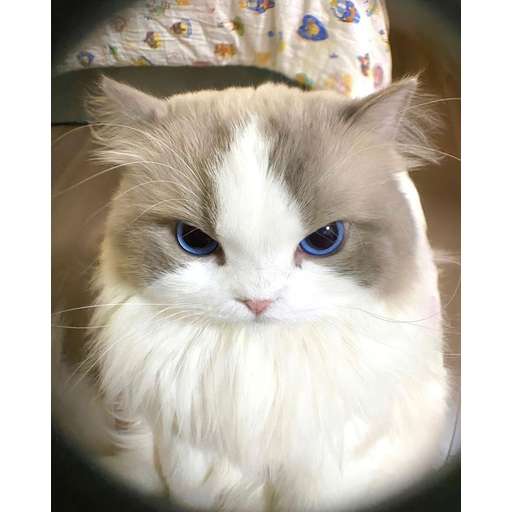 Набор стикеров Random Cat Meme V1 для WhatsApp 16