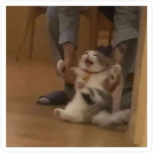 Набор стикеров Random Cat Meme V1 для WhatsApp 17