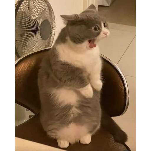 Набор стикеров Random Cat Meme V1 для WhatsApp 18