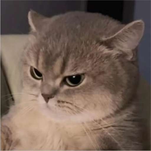 Набор стикеров CAT WORLD для WhatsApp 1