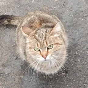 Кисы-котики 0