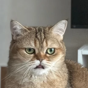 Клепуся Пуся 0