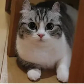 Коты комару by almaz 0