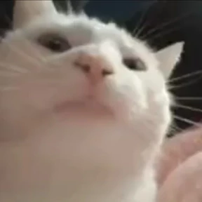 Коты на каждый день 0