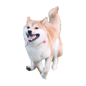 Собаки-мемы 0