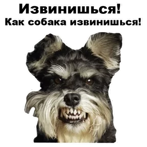 Собаки-мемы 2 0