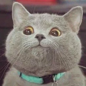 Забавные животные 0