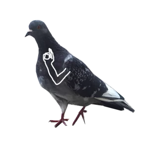 Голуба 0
