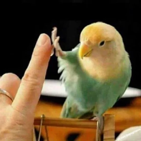 Попуги 0