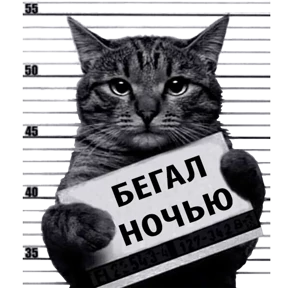 Кот-рецидивист 0
