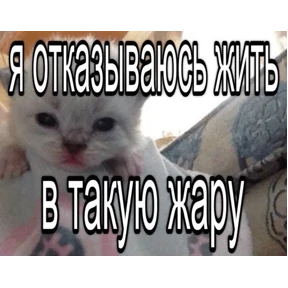 Коты-мемы 3 Коты-мемы 3 — стикер для MAX