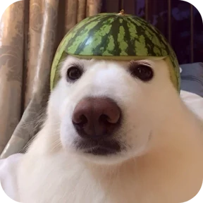 Собачки 0