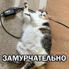 Кот Пёс Кот Пёс — стикер для MAX