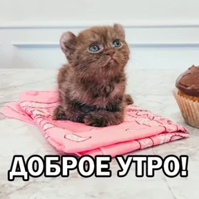 Кот Пёс Кот Пёс — стикер для MAX
