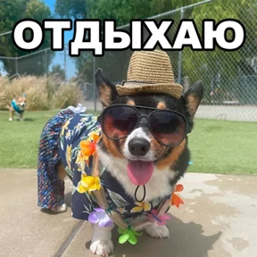 Кот Пёс Кот Пёс — стикер для MAX